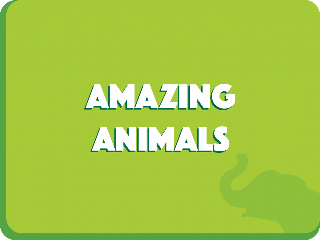 Amazing Animals